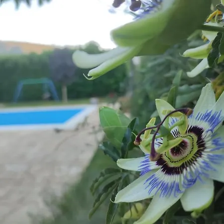 Casa vacanze Holiday Vemini *